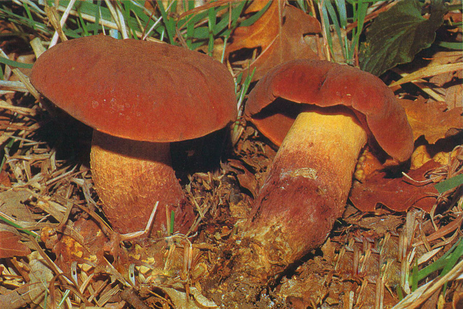 Boletus da determinare